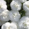 Dianthus 'Memories' Pinks 2 Dianthus 'Memories' Pinks -SunGlow Perennials Shop Dianthus Memories