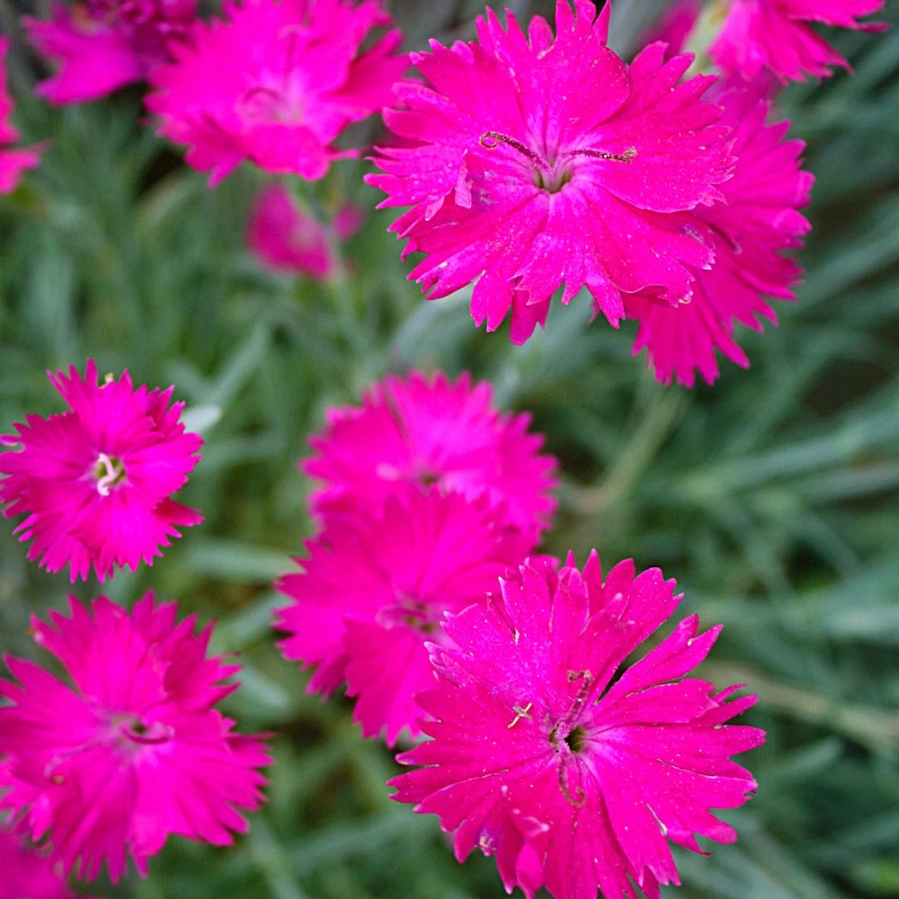 Dianthus 'Neon Star' Pinks 3 Dianthus 'Neon Star' Pinks