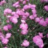 Dianthus 'Tiny Rubies' Pinks 1 Dianthus 'Tiny Rubies' Pinks -SunGlow Perennials Shop Dianthus Tiny Rubies Pinks