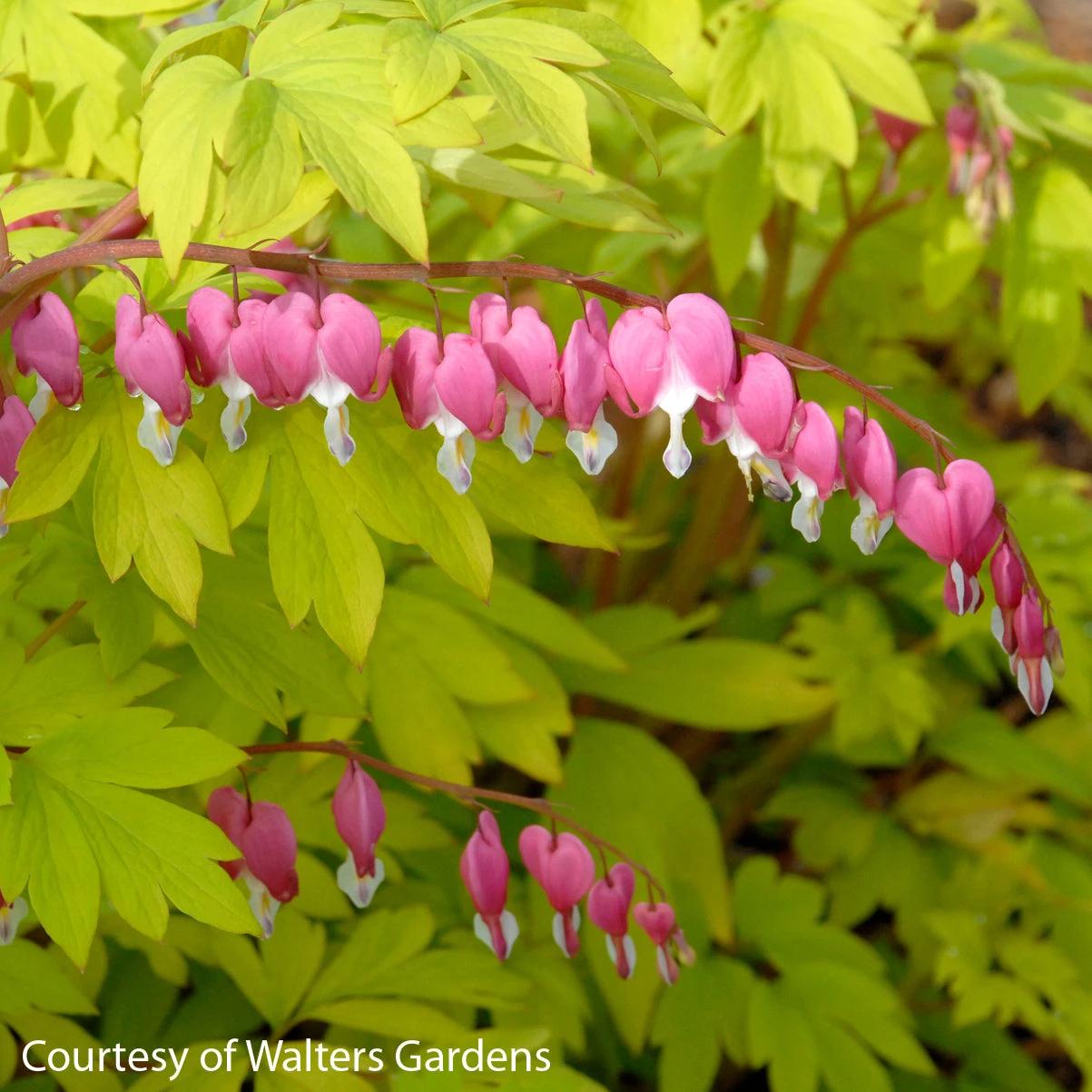 Dicentra Spectabilis 'Gold Heart' Bleeding Heart 3 Dicentra Spectabilis 'Gold Heart' Bleeding Heart