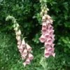 Digitalis Mertonensis Strawberry Foxglove 1 Digitalis Mertonensis Strawberry Foxglove -SunGlow Perennials Shop Digitalis mertonensis