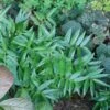 Disporopsis Pernyi Evergreen Solomon's Seal -SunGlow Perennials Shop Disporopsis pernyi evergreen solomans seal
