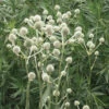 Eryngium Yuccifolium Rattlesnake Master 2 Eryngium Yuccifolium Rattlesnake Master -SunGlow Perennials Shop ERY yuccifolium spi