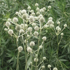 Eryngium Yuccifolium Rattlesnake Master