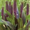 Eucomis 'Sparkling Burgundy' Pineapple Lily 1 Eucomis 'Sparkling Burgundy' Pineapple Lily -SunGlow Perennials Shop EucomisSparklingBurgundy