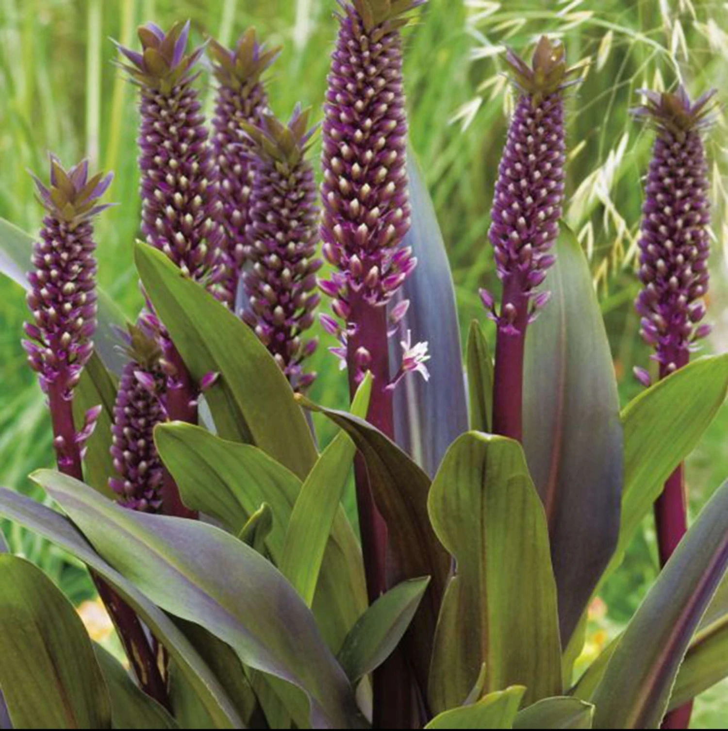 Eucomis 'Sparkling Burgundy' Pineapple Lily 3 Eucomis 'Sparkling Burgundy' Pineapple Lily