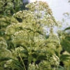Eupatorium Fistulosum 'Ivory Towers' Joe Pye Weed 2 Eupatorium Fistulosum 'Ivory Towers' Joe Pye Weed -SunGlow Perennials Shop Eupatorium Ivory Towers