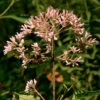 Eupatorium Fistulosum Joe Pye Weed -SunGlow Perennials Shop Eupatorium fistulosum Joe Pye Weed