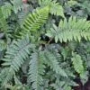 Fern Tassel Polystichum Polyblepharum -SunGlow Perennials Shop FERN TASSEL