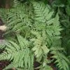 Fern Eared Lady Athyrium Otophorum 'Okanum' 1 Fern Eared Lady Athyrium Otophorum 'Okanum' -SunGlow Perennials Shop Fern Eared Lady Athyrium otophorum okanum