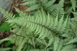 Fern Ghost Athyrium Nipponicum Ghost 7 Fern Ghost Athyrium Nipponicum Ghost -SunGlow Perennials Shop Fern Ghost 3