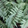 Fern Ghost Athyrium Nipponicum Ghost 2 Fern Ghost Athyrium Nipponicum Ghost -SunGlow Perennials Shop FernGhost