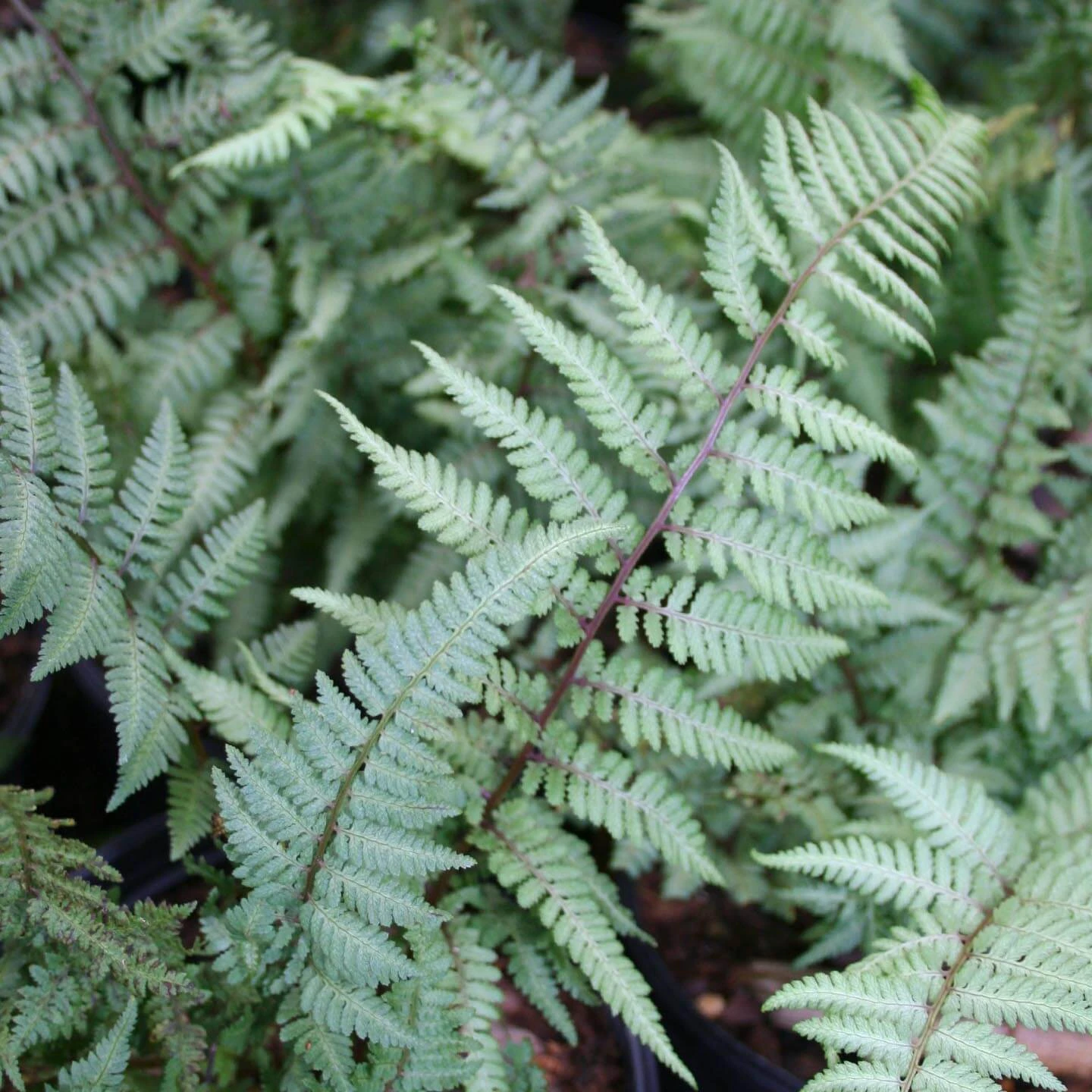Fern Ghost Athyrium Nipponicum Ghost 3 Fern Ghost Athyrium Nipponicum Ghost