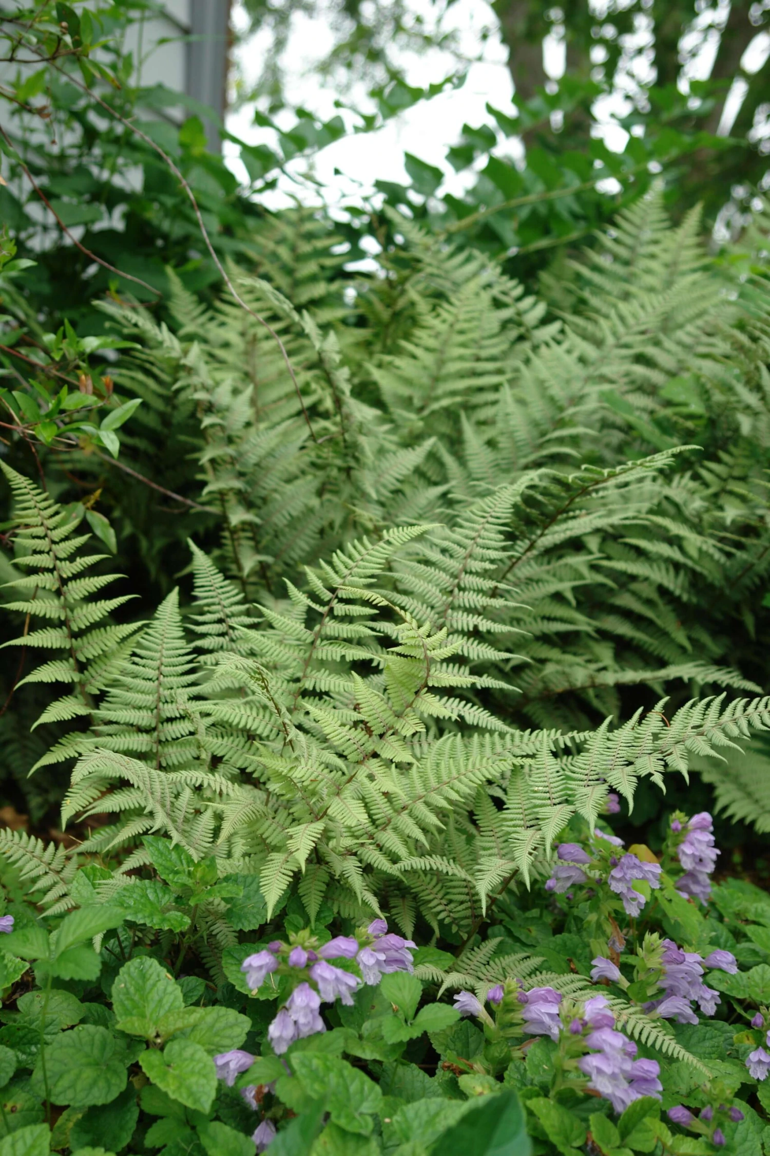 Fern Ghost Athyrium Nipponicum Ghost 4 Fern Ghost Athyrium Nipponicum Ghost - Image 2