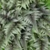 Fern Japanese Painted Athyrium Niponicum 'Pictum' -SunGlow Perennials Shop Fern Japanese Painted
