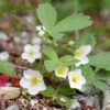 Fragaria Virginiana Wild Strawberry 1 Fragaria Virginiana Wild Strawberry -SunGlow Perennials Shop Fragaria virginiana Wild Strawberry 2