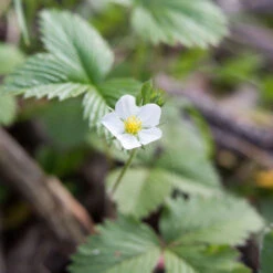 Fragaria Virginiana Wild Strawberry -SunGlow Perennials Shop Fragaria virginiana Wild Strawberry