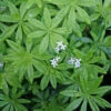 Galium Odoratum Sweet Woodruff 2 Galium Odoratum Sweet Woodruff -SunGlow Perennials Shop GLM odoratum2 EZ