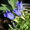 Gentiana 'True Blue' Bottle Gentian 2 Gentiana 'True Blue' Bottle Gentian -SunGlow Perennials Shop GNT True Blue EZ