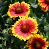 Gaillardia 'Arizona Sun' Blanket Flower -SunGlow Perennials Shop Gaillardia Arizonia Sun Blanket Flower