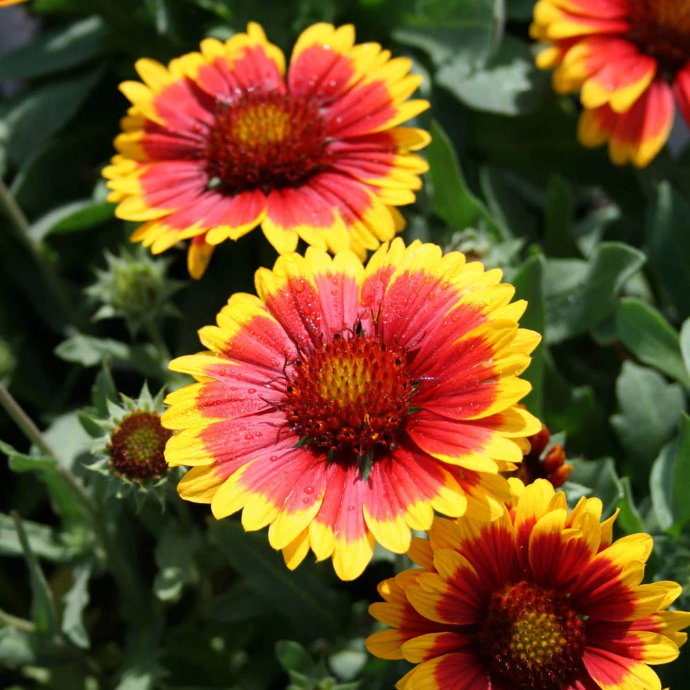 Gaillardia 'Arizona Sun' Blanket Flower 3 Gaillardia 'Arizona Sun' Blanket Flower