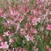 Gaura 'Siskiyou Pink' Wandflower -SunGlow Perennials Shop Gaura Siskiyou Pink Wandflower 2 9470babb 4512 4f31 9c86 26d52efb70c6