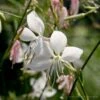 Gaura 'Whirling Butterflies' Wandflower -SunGlow Perennials Shop Gaura Whirling Butterflies Wandflower 1