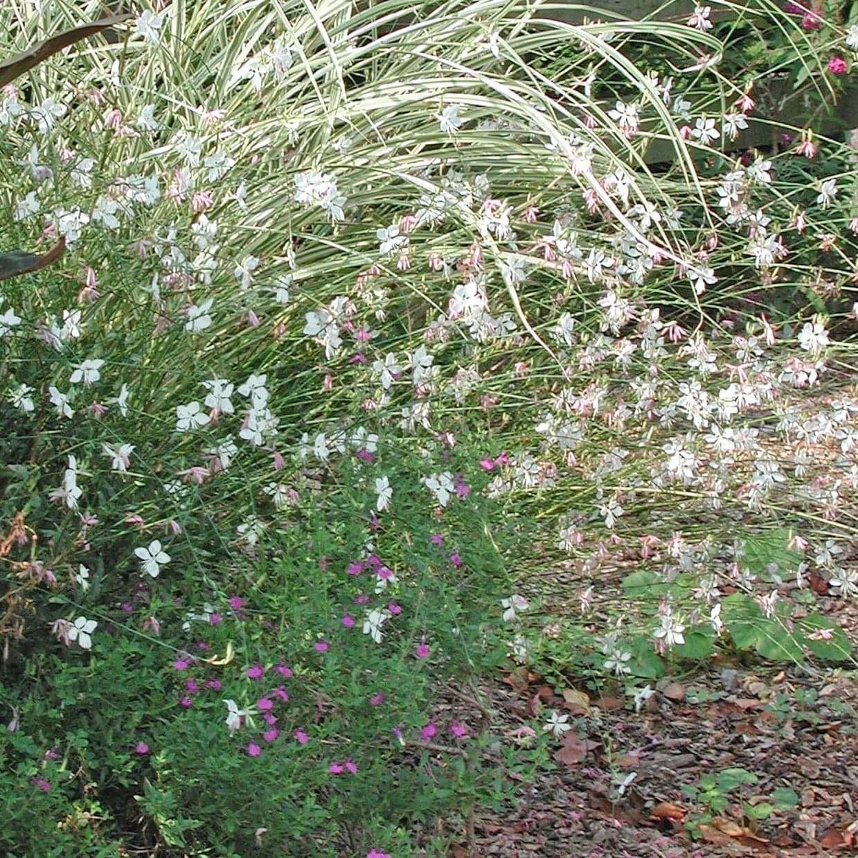 Gaura 'Whirling Butterflies' Wandflower 3 Gaura 'Whirling Butterflies' Wandflower - Image 2