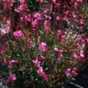 Gaura 'Belleza Dark Pink' Wandflower -SunGlow Perennials Shop Gaura Belleza Dark PInk