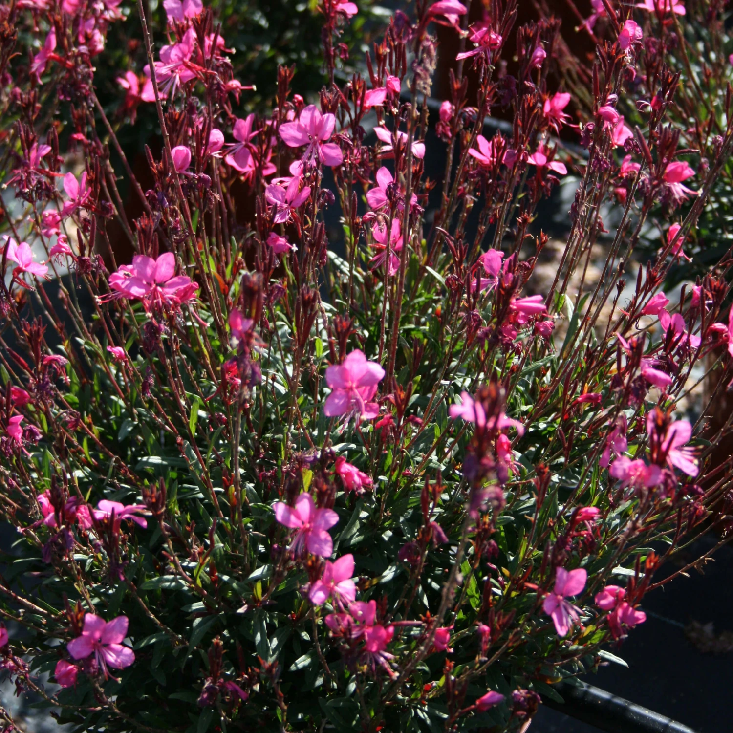 Gaura 'Belleza Dark Pink' Wandflower 3 Gaura 'Belleza Dark Pink' Wandflower