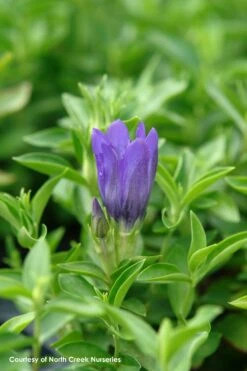 Gentiana 'True Blue' Bottle Gentian 7 Gentiana 'True Blue' Bottle Gentian -SunGlow Perennials Shop Gen TrueBlue Flw 3