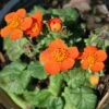 Geum 'Koi' Avens 2 Geum 'Koi' Avens -SunGlow Perennials Shop Geum Koi Avens Rose of the Rockery