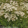 Gypsophila Festival Star Baby's Breath 1 Gypsophila Festival Star Baby's Breath -SunGlow Perennials Shop Gypsophilia Festival Star Baby s Breath