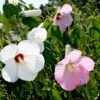 Hardy Hibiscus Moscheutos Swamp Mallow 2 Hardy Hibiscus Moscheutos Swamp Mallow -SunGlow Perennials Shop HBS moscheutos EZ