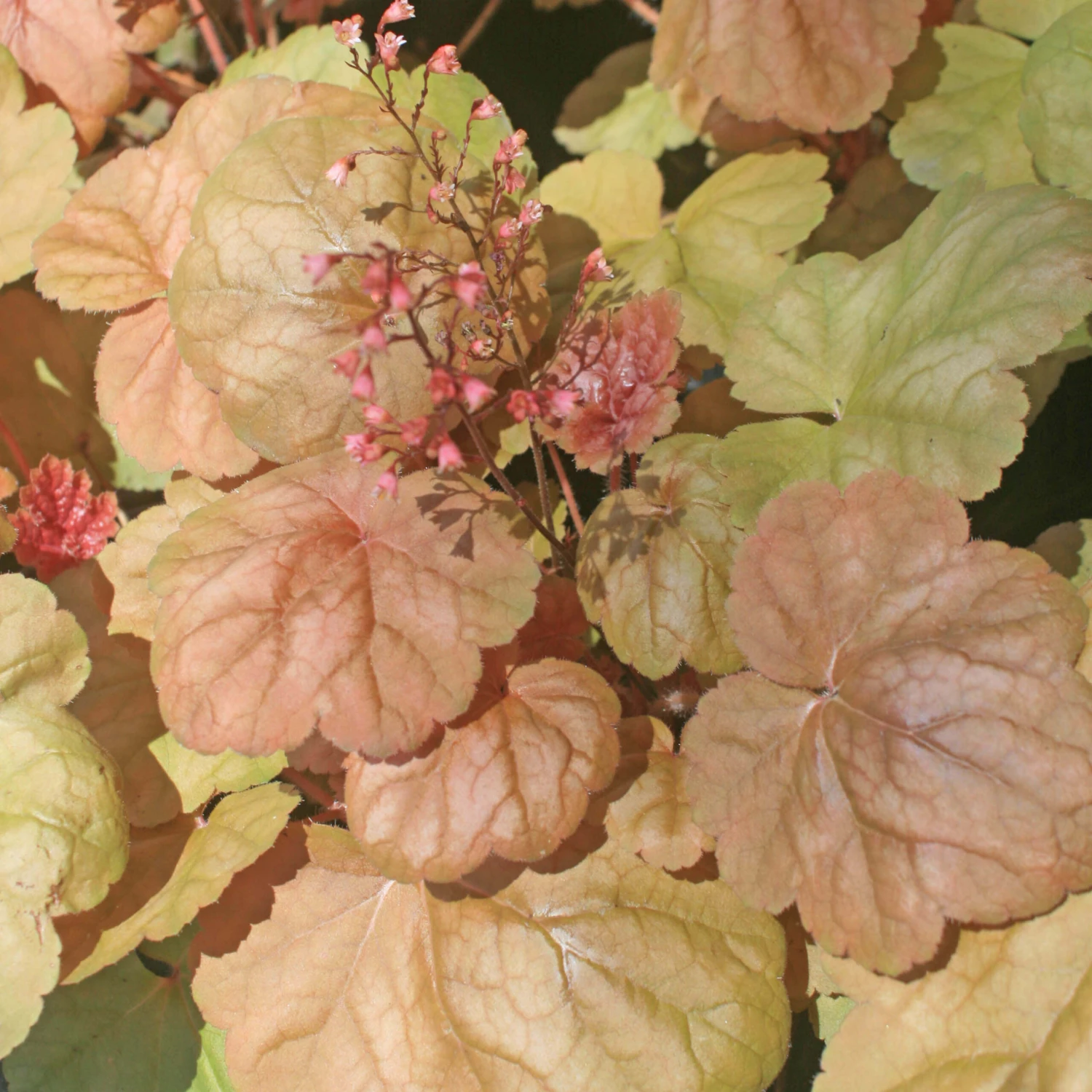 Heuchera Villosa 'Apricot' Coral Bells Or Alumroot 3 Heuchera Villosa 'Apricot' Coral Bells Or Alumroot