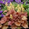 Heuchera X 'Blondie' Coral Bells 2 Heuchera X 'Blondie' Coral Bells -SunGlow Perennials Shop HCH Blondie TN copy