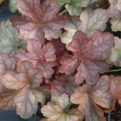 Heuchera 'Pinot Gris' Coral Bells -SunGlow Perennials Shop HCH Pinot Gris EZ