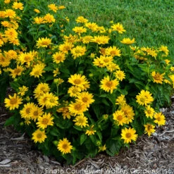 Heliopsis 'Tuscan Gold' Smooth Ox-Eye Daisy