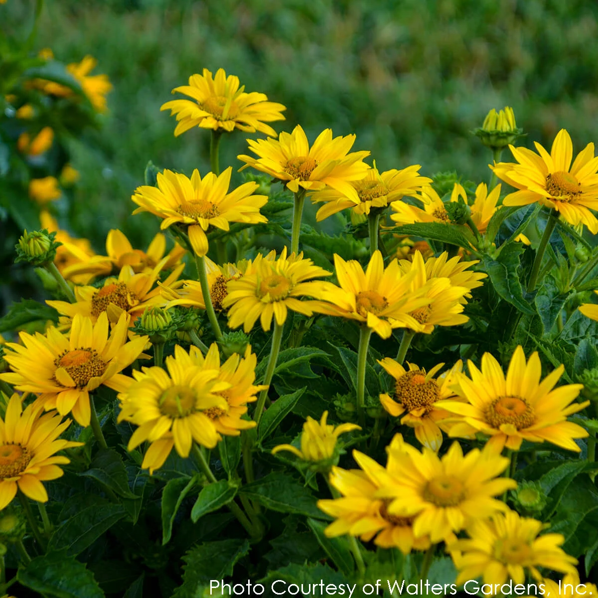 Heliopsis 'Tuscan Gold' Smooth Ox-Eye Daisy 5 Heliopsis 'Tuscan Gold' Smooth Ox-Eye Daisy - Image 3