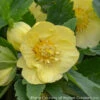 Helleborus X 'California Dreaming' Lenten Rose -SunGlow Perennials Shop HELLEBORUS CALIFORNIA DREAMING