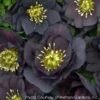 Helleborus X 'Dark And Handsome' Lenten Rose -SunGlow Perennials Shop HELLEBORUS DARK AND HANDSOME 2