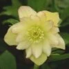 Helleborus 'First Dance' Lenten Rose -SunGlow Perennials Shop HELLEBORUS FIRST DANCE
