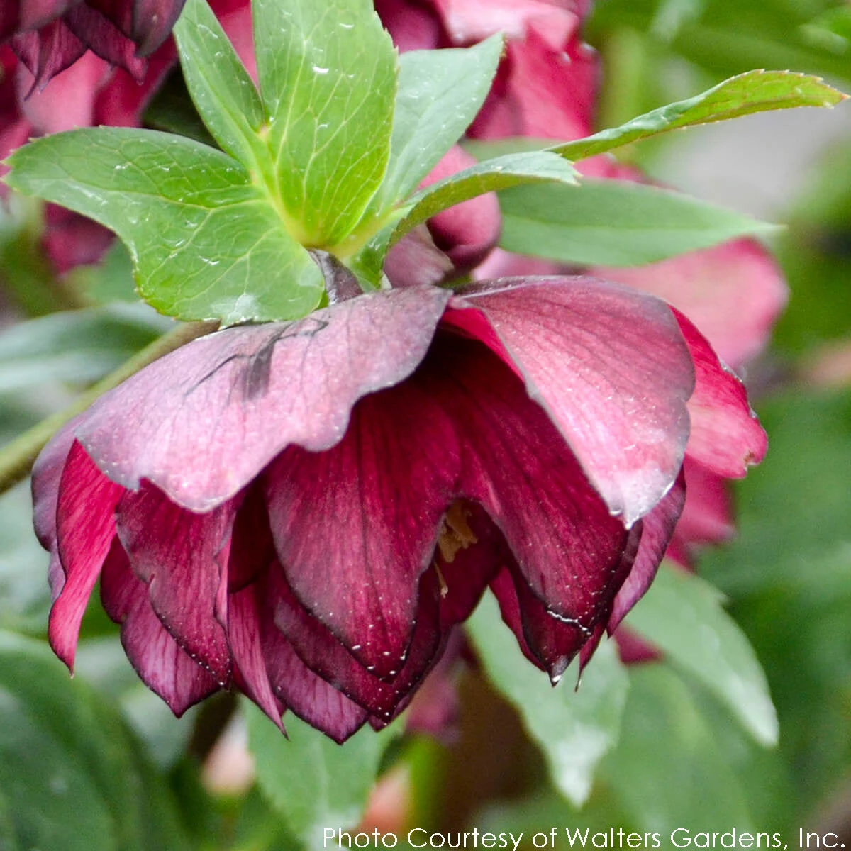 Helleborus 'True Love' Lenten Rose 4 Helleborus 'True Love' Lenten Rose - Image 2