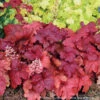 Heuchera X 'Fire Alarm' Coral Bells 1 Heuchera X 'Fire Alarm' Coral Bells -SunGlow Perennials Shop HEUCHERA FIRE ALARM 3