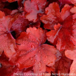 Heuchera X 'Fire Alarm' Coral Bells -SunGlow Perennials Shop HEUCHERA FIRE ALARM 5