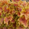 Heuchera 'Happy Flames' Coral Bells -SunGlow Perennials Shop HEUCHERA HAPPY FLAMES