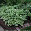 Hosta 'Ginko Craig' Plantain Lily -SunGlow Perennials Shop HOSTA GINKGO CRAIG