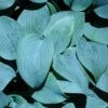 Hosta 'Fragrant Blue' Plantain Lily 2 Hosta 'Fragrant Blue' Plantain Lily -SunGlow Perennials Shop HST Fragrant Blue spi