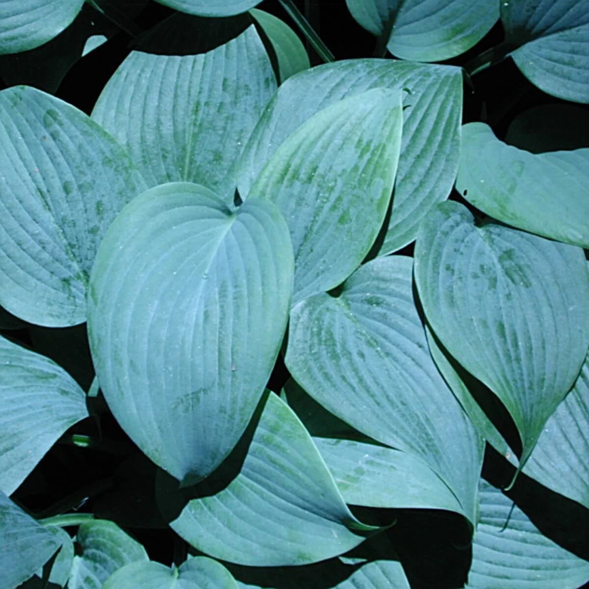 Hosta 'Fragrant Blue' Plantain Lily 3 Hosta 'Fragrant Blue' Plantain Lily