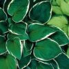 Hosta 'Francee' Plantain Lily -SunGlow Perennials Shop HST Francee wg